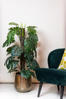 Monstera Deliciosa