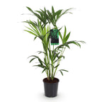 Howea Forsteriana, 80-85 cm hoog, geschikte tuinplant