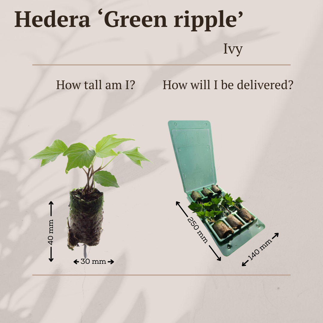 Klimop Hedera 'Green Ripple' pluggen, klimplant, 6 stuks, detail van het blad
