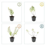 Hypericum &