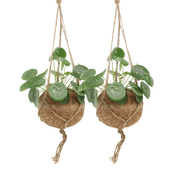 2x Kokodama Pilea Peperomiodes - Pannekoekenplant