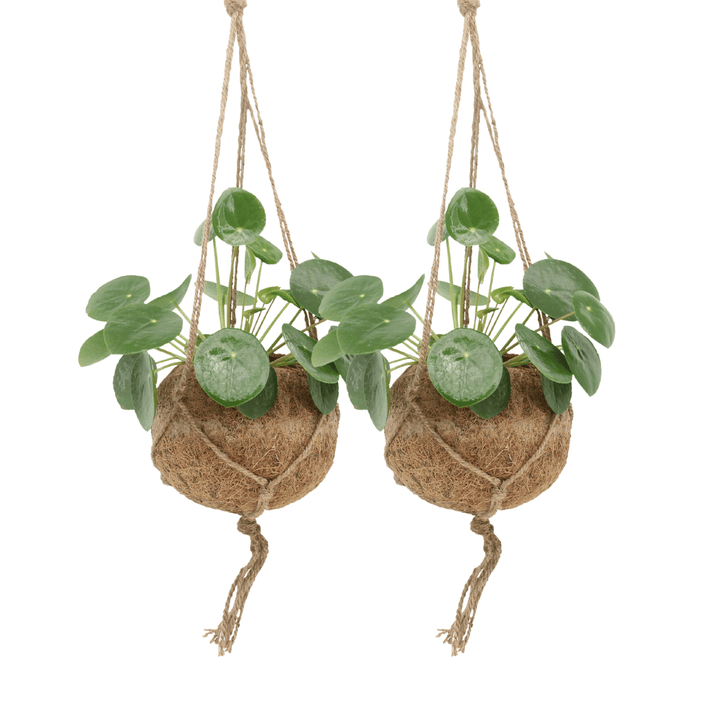 2x Kokodama Pilea Peperomiodes - Pannekoekenplant