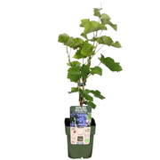 3 x Biologische Druivenplanten