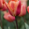 Tulpenbollen Apricot Foxx, zalmroze tulp, 20 stuks