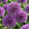 Sierui Allium 'Purple Sensation' bloembollen