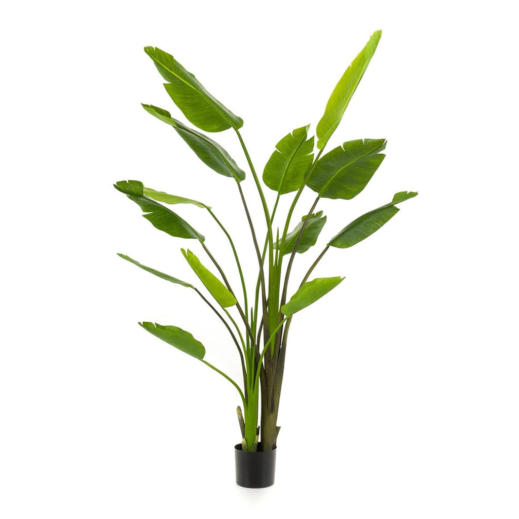Strelitzia nicolai, kenmerkend blad