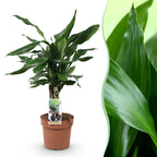 Dracaena fragrans Steudneri, detail van het blad en de plant