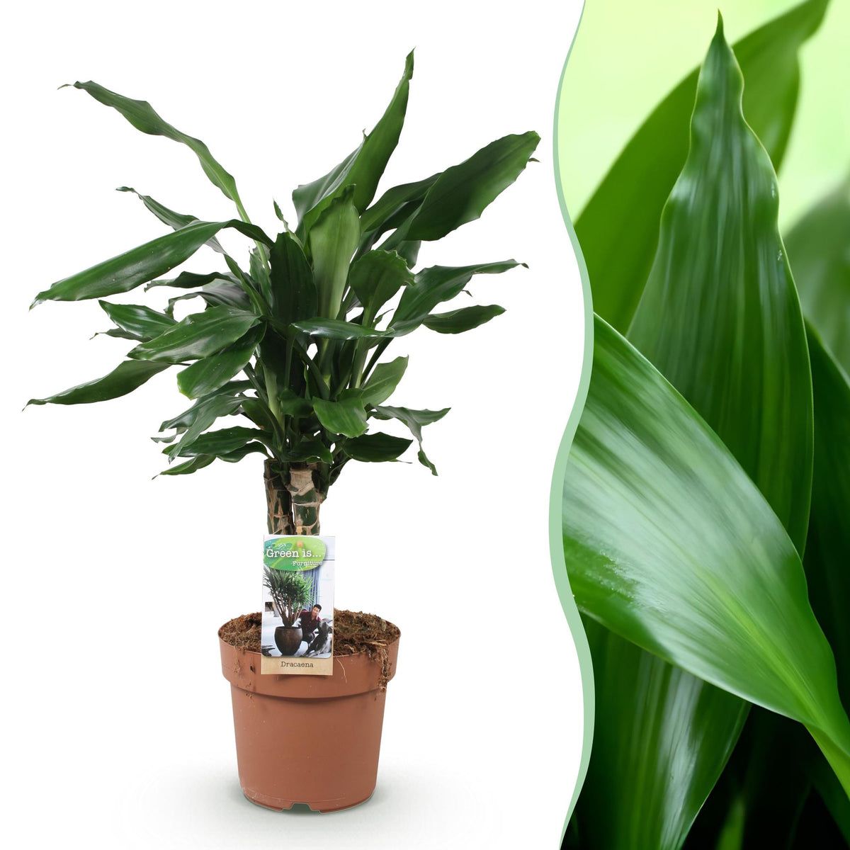 Dracaena fragrans Steudneri, detail van het blad en de plant