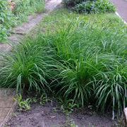Carex morrowii Irish Green, 50 cm hoog