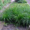 Carex morrowii Irish Green, 50 cm hoog