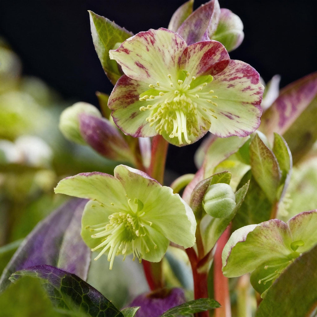 Lenten rose Helleborus lividus Purple Marble, groene bladeren