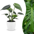 Monstera Deliciosa - Gatenplant met witte pot, plant in pot