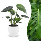 Monstera Deliciosa - Gatenplant met witte pot, plant in pot
