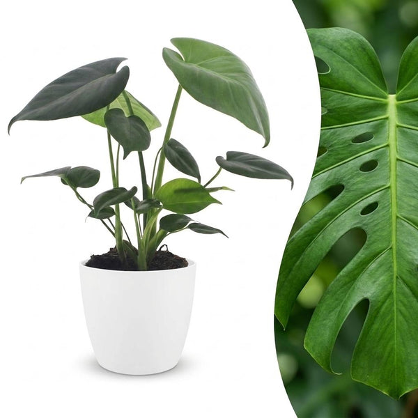 Monstera Deliciosa - Gatenplant met witte pot