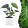 Monstera Deliciosa - Gatenplant met witte pot