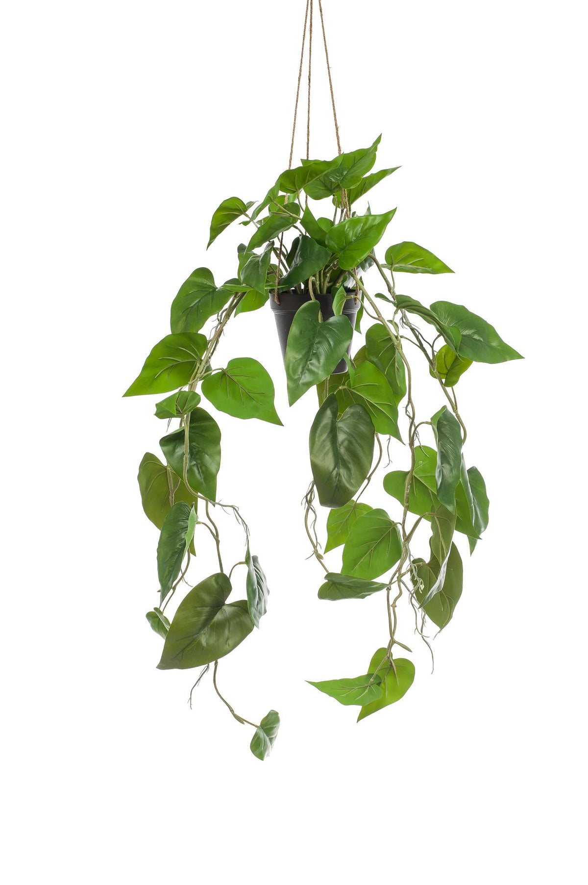 Productafbeelding van Pureplant