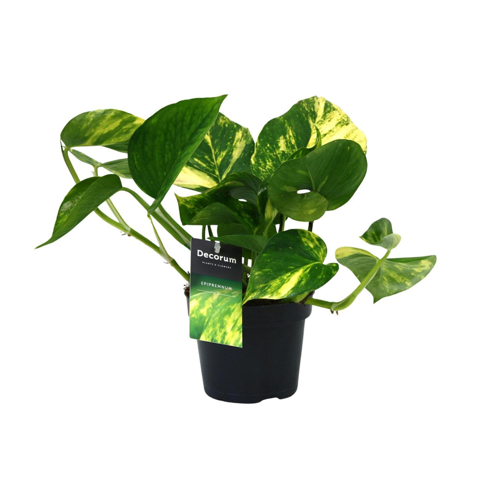 Productfoto van Aanbieding - Scindapsus (Epipremnum) Aureum