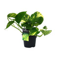 Productfoto van Aanbieding - Scindapsus (Epipremnum) Aureum