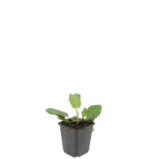 Salvia nem. &