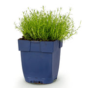 Sagina subulata - Vetmuur - RotsPlant - Wit