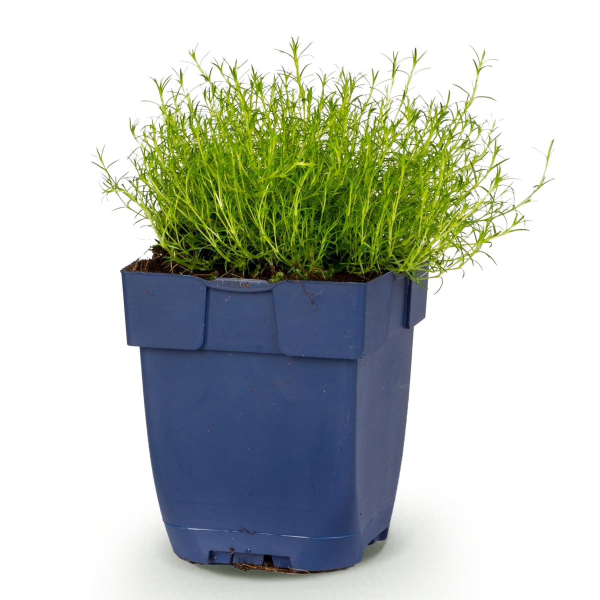 Sagina subulata - Vetmuur - RotsPlant - Wit, sterke plant