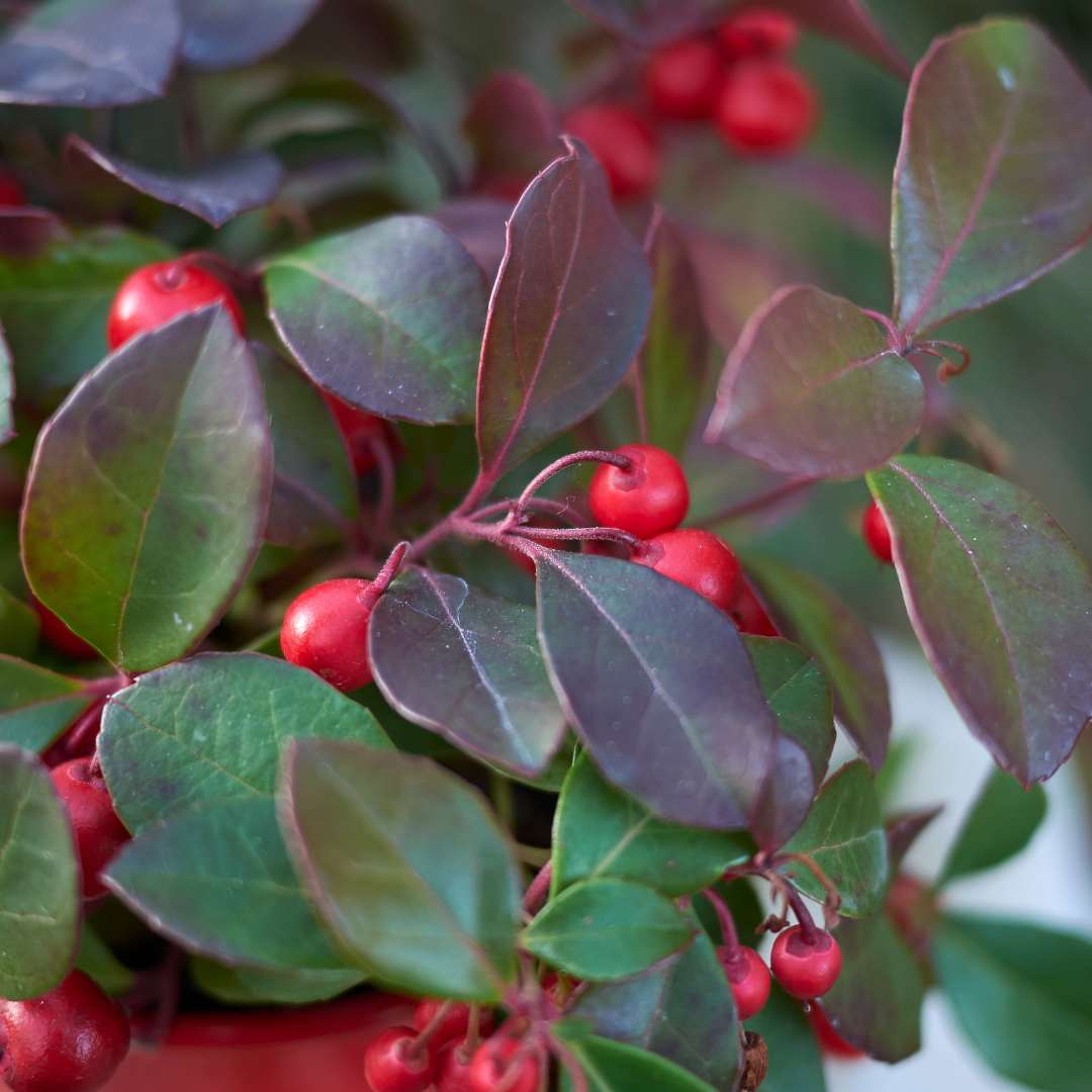 6x Gaultheria procumbens 'Big Berry' | 15, kenmerkend blad