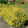 1 meter gele Kardinaalsmuts haag - Euonymus fortunei 'Emerald Gold' - Set van 6 haagplanten - Groenblijvende haag