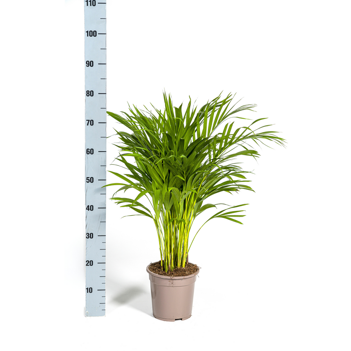 Dypsis Areca Lutescens, plant in pot
