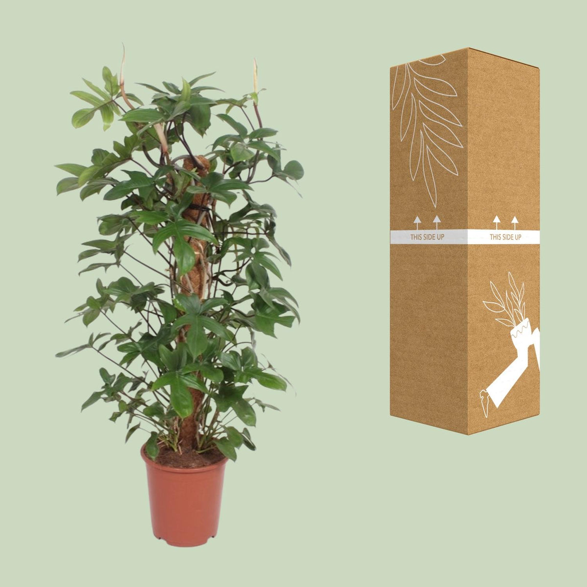 Philodendron Pedatum, kenmerkend blad