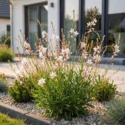 Gaura lindh. Whirling Butterflies - Prachtkaars - Bijen- en vlinderlokkers - Wit - 6 Planten