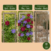 Clematis duo blauw en rood - bosrank - set van 2 - Ø9 cm