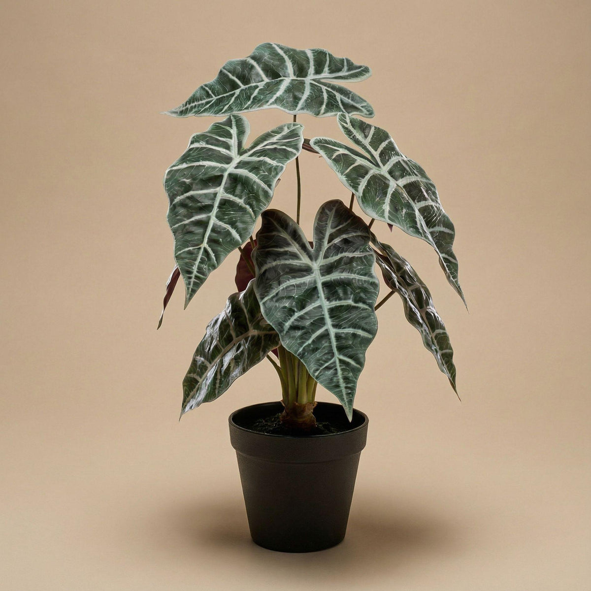 Alocasia bush in pot, kenmerkend blad