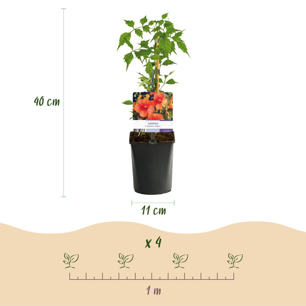 Campsis radicans Madame Galen, groene bladeren
