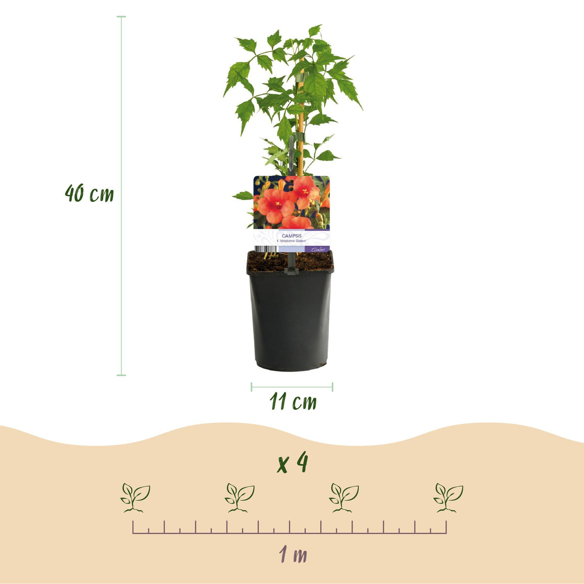 Campsis radicans Madame Galen, groene bladeren
