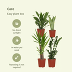 Detailfoto van Makkelijke plantenbox - 4 kamerplanten - Diverse hoogtes