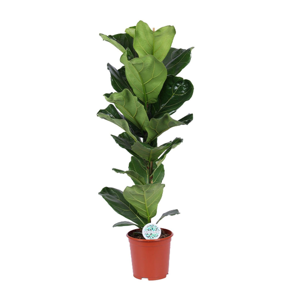 Productfoto van Ficus Lyrata
