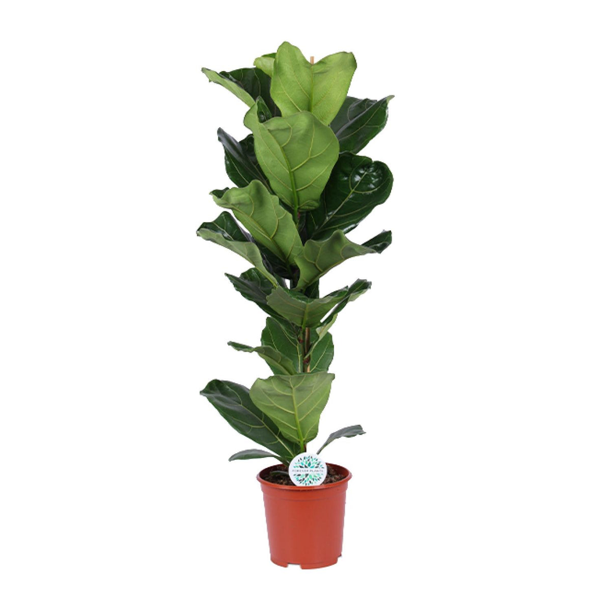 Productfoto van Ficus Lyrata