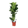 Ficus Lyrata