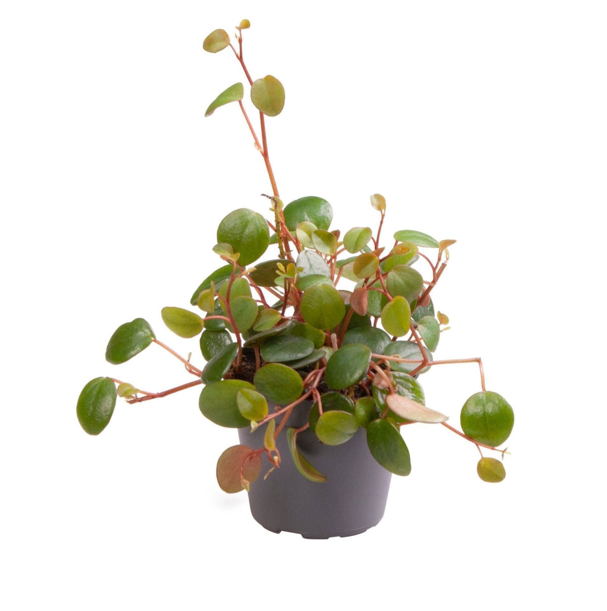 Peperomia 'Pepperspot', groen-rood, babyplant 6 cm, plant in pot
