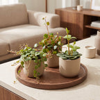 3x Baby Peperomia Mix - Groen - Rood - Tropisch - Ø6cm - ↕5-15cm, kenmerkend blad