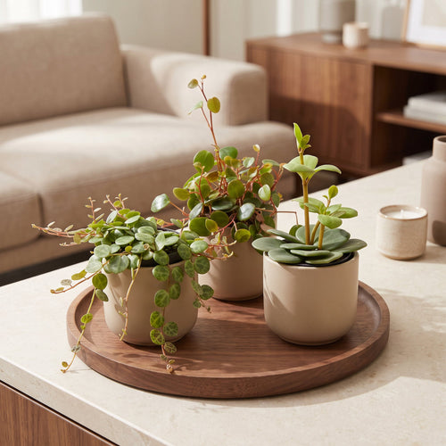 3x Baby Peperomia Mix - Groen - Rood - Tropisch - Ø6cm - ↕5-15cm, kenmerkend blad