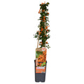 Productfoto van Pyracantha 'Soleil dOr'