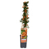 Pyracantha 'Soleil dOr'