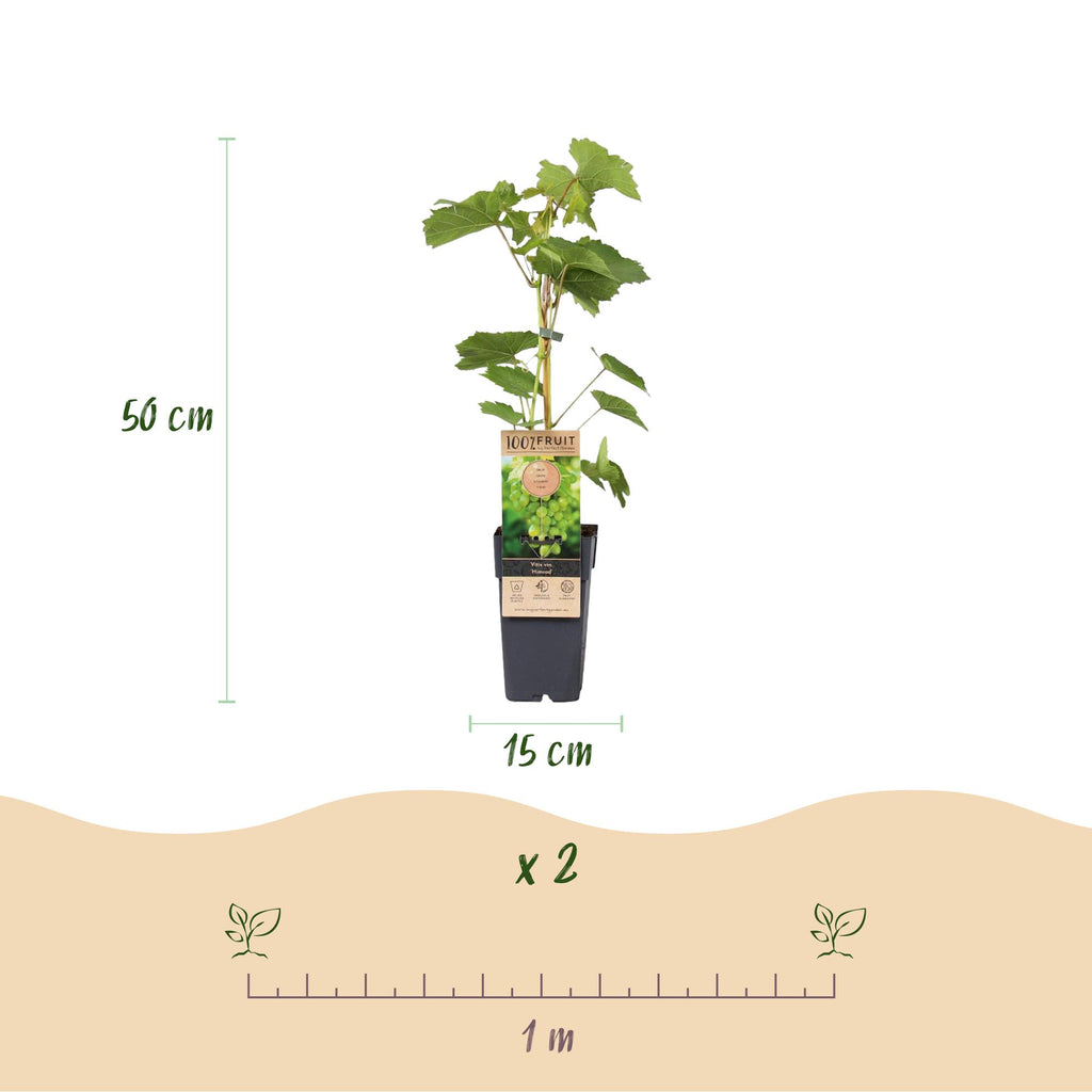 Productafbeelding van Pureplant