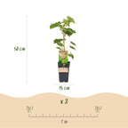 Productafbeelding van Pureplant