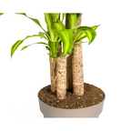 Dracaena Fragrans Massangeana, detail van het blad