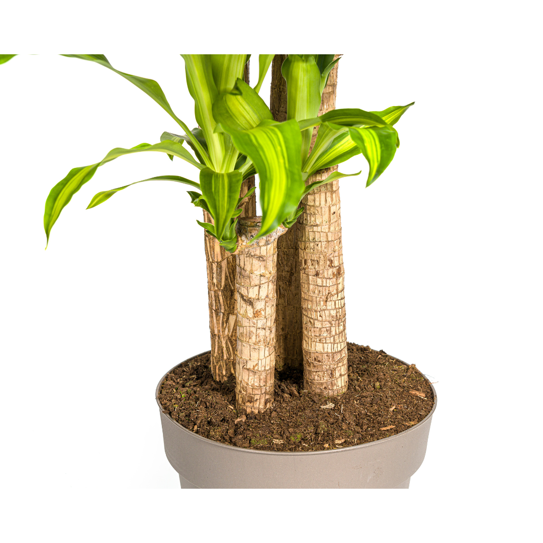 Dracaena Fragrans Massangeana, detail van het blad