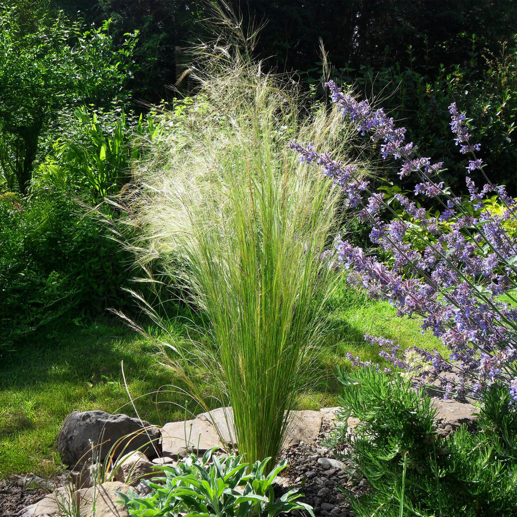 Stipa tenuifolia Pony Tails, groeiwijze van de plant