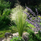 Stipa tenuifolia Pony Tails, groeiwijze van de plant