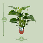 Monstera deliciosa, gatenplant met luchtwortels, 60 cm hoog, detail van het blad